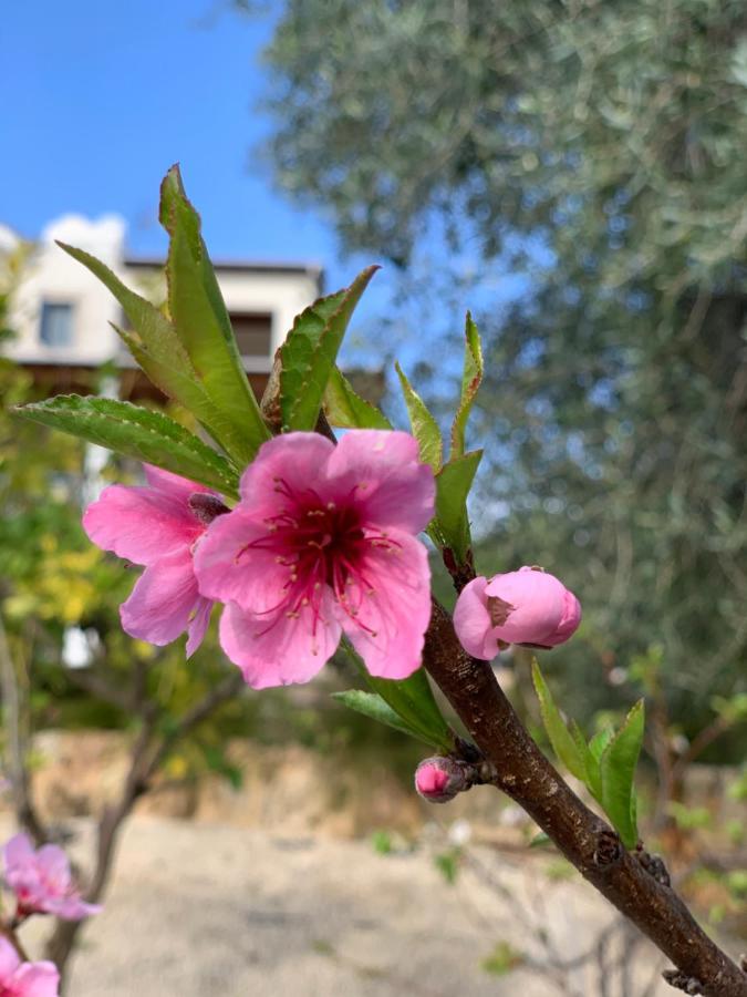 Beach Villa Gladiolus Neo Chorio Zewnętrze zdjęcie